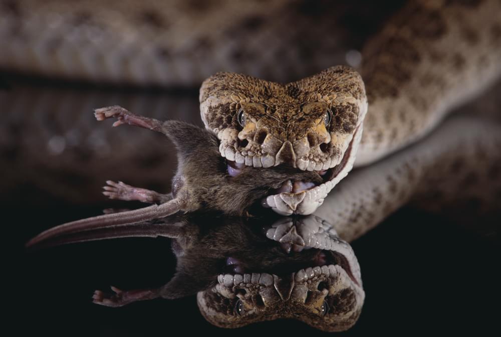 Afinal, a cobra-verde é ou não venenosa? - Geral - Cassilândia