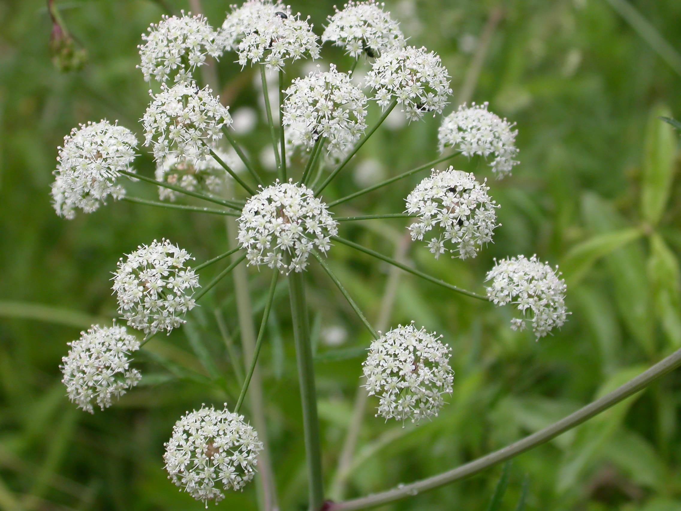 Ядовитые растения floretsru