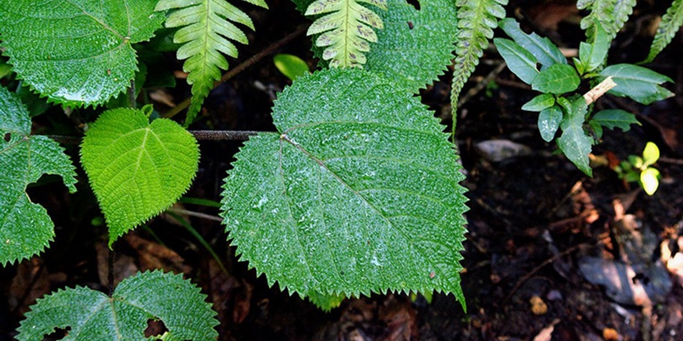 Planta australiana causa tanta dor que pode levar você à loucura