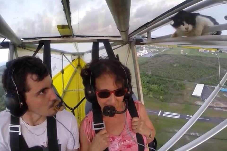 Imagem de: Gatinho voador: passageiro inesperado de ultraleve é descoberto em pleno ar