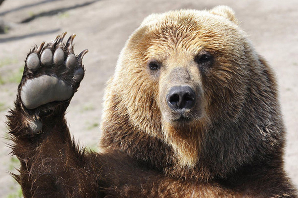 Video Jovem Grita Joga Spray De Pimenta Em Urso E Acaba Levando O Troco Tecmundo