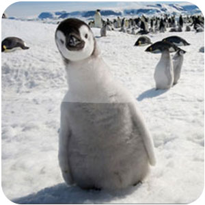 Logo Tema Antártica Ícone Logo Tema Antártica Ícone