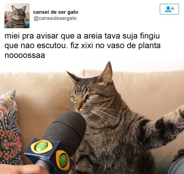 Resultado de imagem para meme do gato