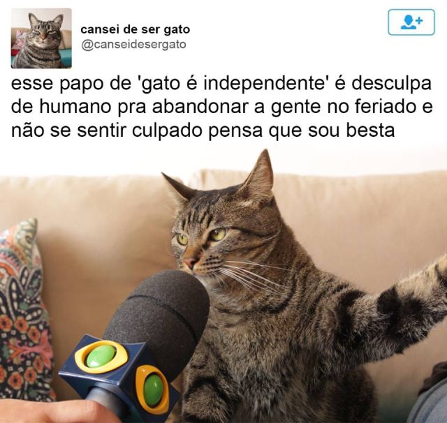 Mulher Gritando Com O Gato A Origem Do Meme Youtube