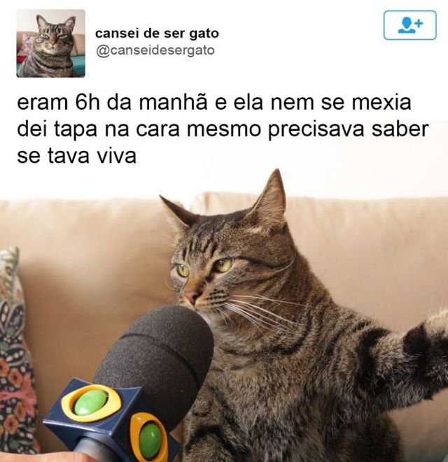 Téléchargement gratuit Images 18 Reclamacoes Engracadissimas Do Gato Que Conquistou A Internet dernière salutations