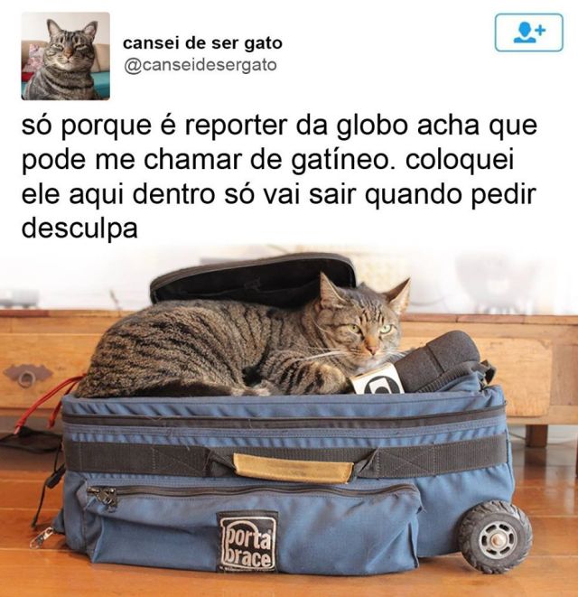 Téléchargement gratuit Images 18 Reclamacoes Engracadissimas Do Gato Que Conquistou A Internet le plus cool salutations
