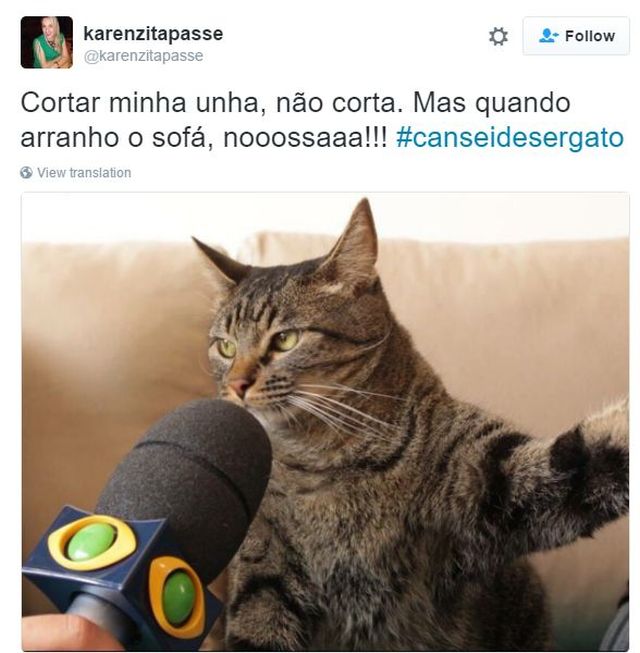 Scarica Gratis Images 18 Reclamacoes Engracadissimas Do Gato Que Conquistou A Internet actualisé par