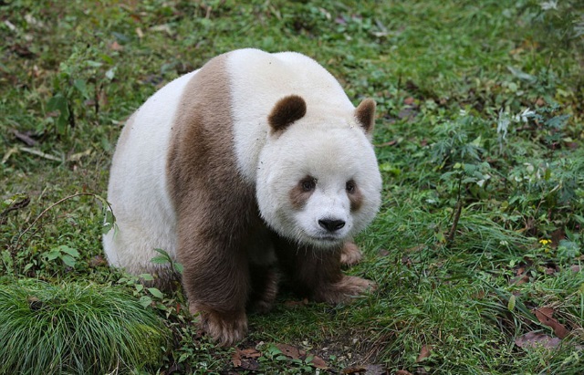 Conheça Qizai, o único urso panda marrom que existe no mundo - Mega Curioso