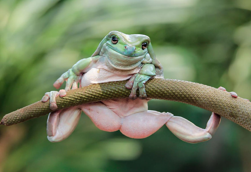 Featured image of post Fotos De Pererecas / Fala tu que eu tô cansado.