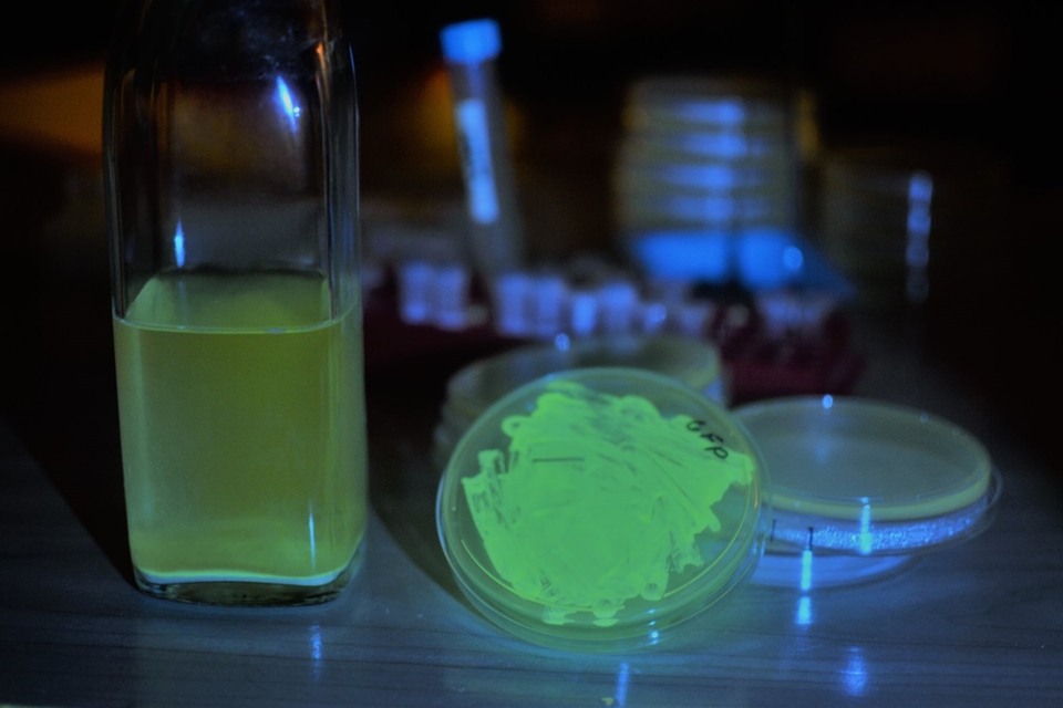 Este biohacker está vendendo um kit para você fazer cerveja fluorescente