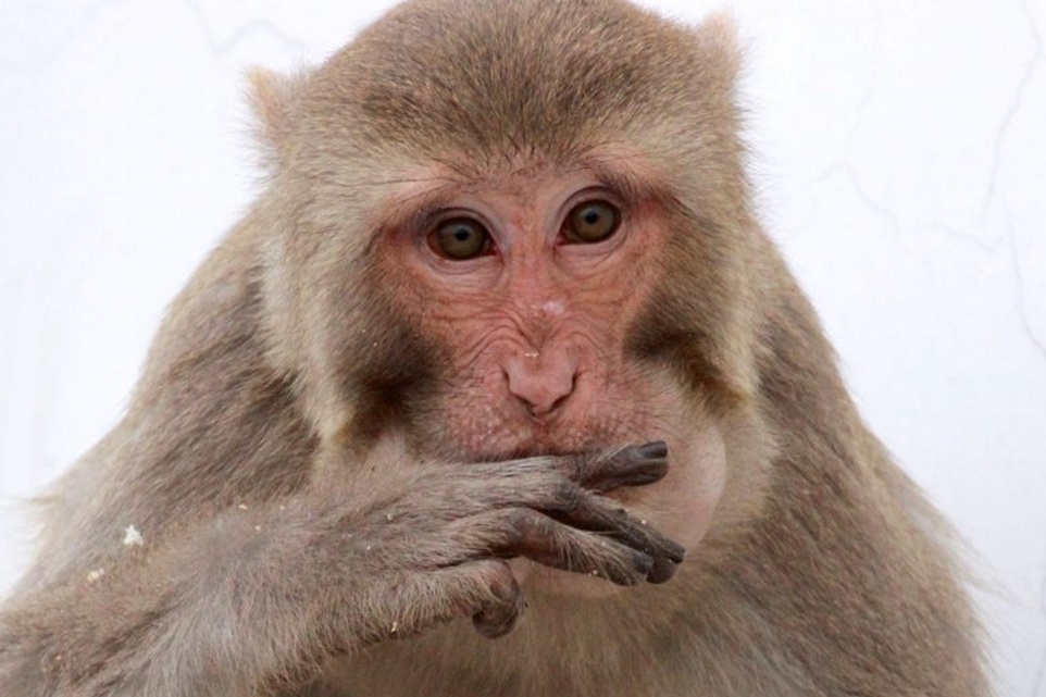 Imagem de: Cientistas implementam com sucesso vasos sanguíneos 3D em macacos 