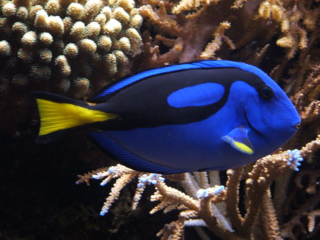 Paracanthurus hepatus (Crédito: Reprodução)