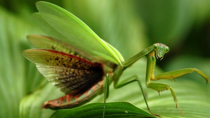 (Crédito: National Geographic)