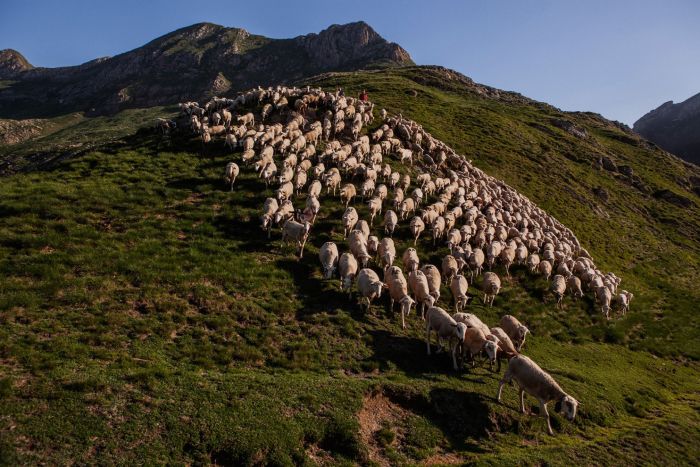 Terreno irregular dos Pirineus favorece acidentes com ovelhas (Crédito: Reprodução)
