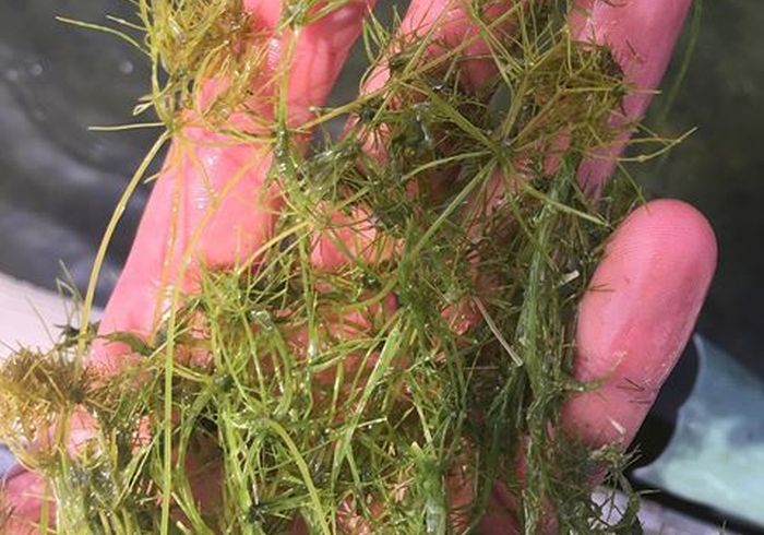 A Lychnothamnus barbatus vive nos rios e chega a 30 centímetros de altura (Crédito: Reprodução)