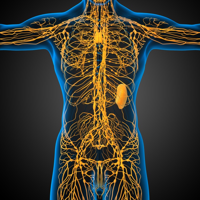 Resultado de imagem para sistema linfático