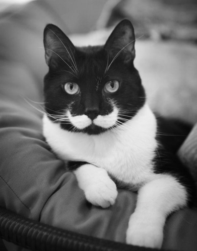gato bigode