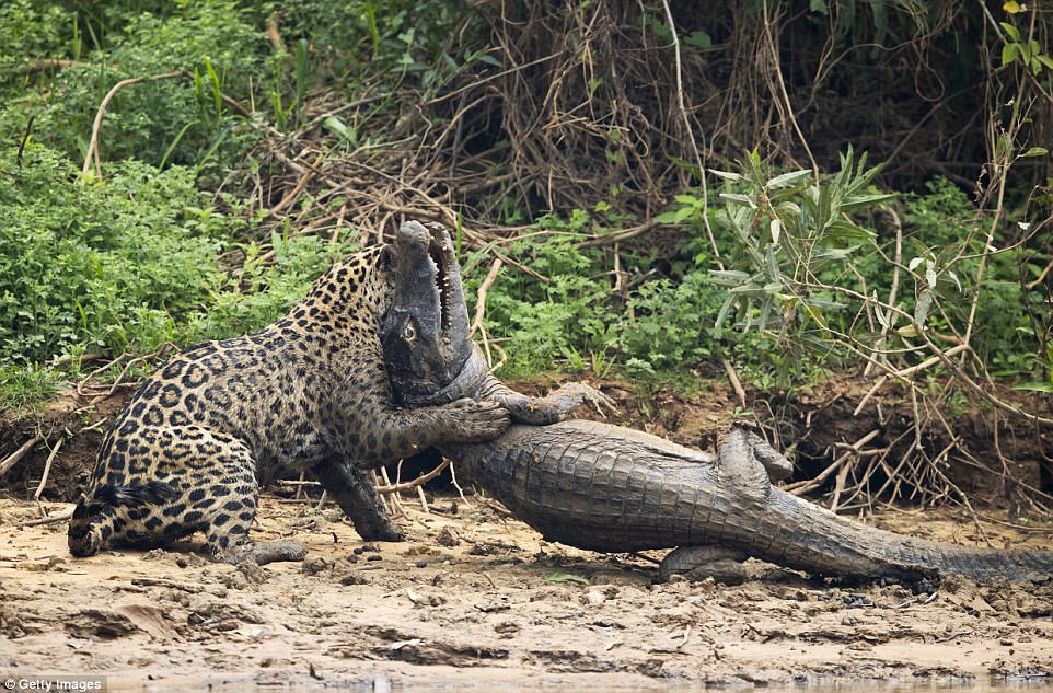 Onça atacando jacaré