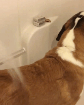 Cachorro no banho