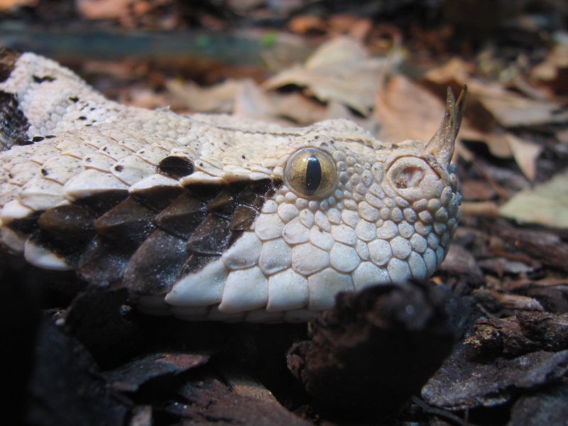 víbora do gabão a cobra com uma das picadas mais assustadoras do