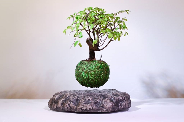 bonsai flutuante