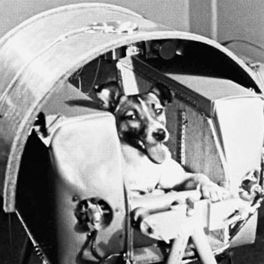 Há 60 anos, a cachorra Laika morria sozinha em busca dos segredos ...