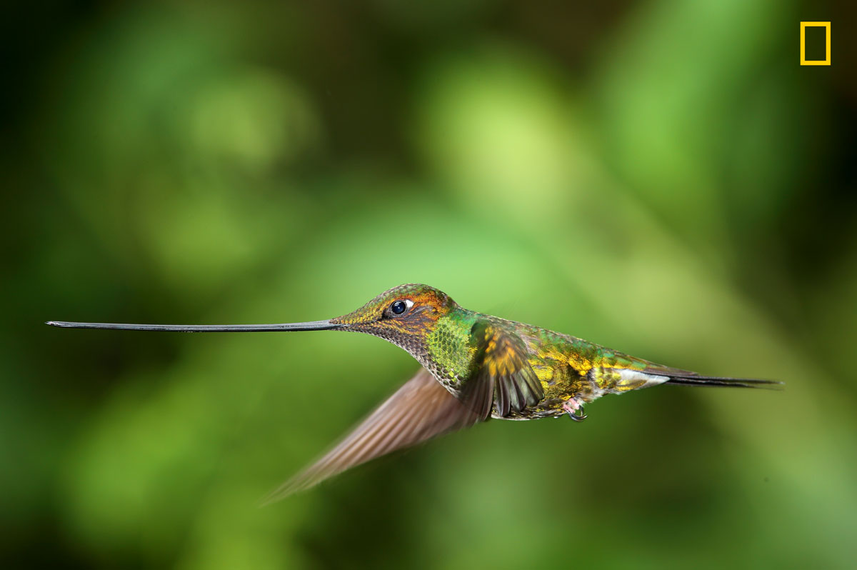 (Crédito: Nature Photographer of the Year/Sanjeev Bhor)
