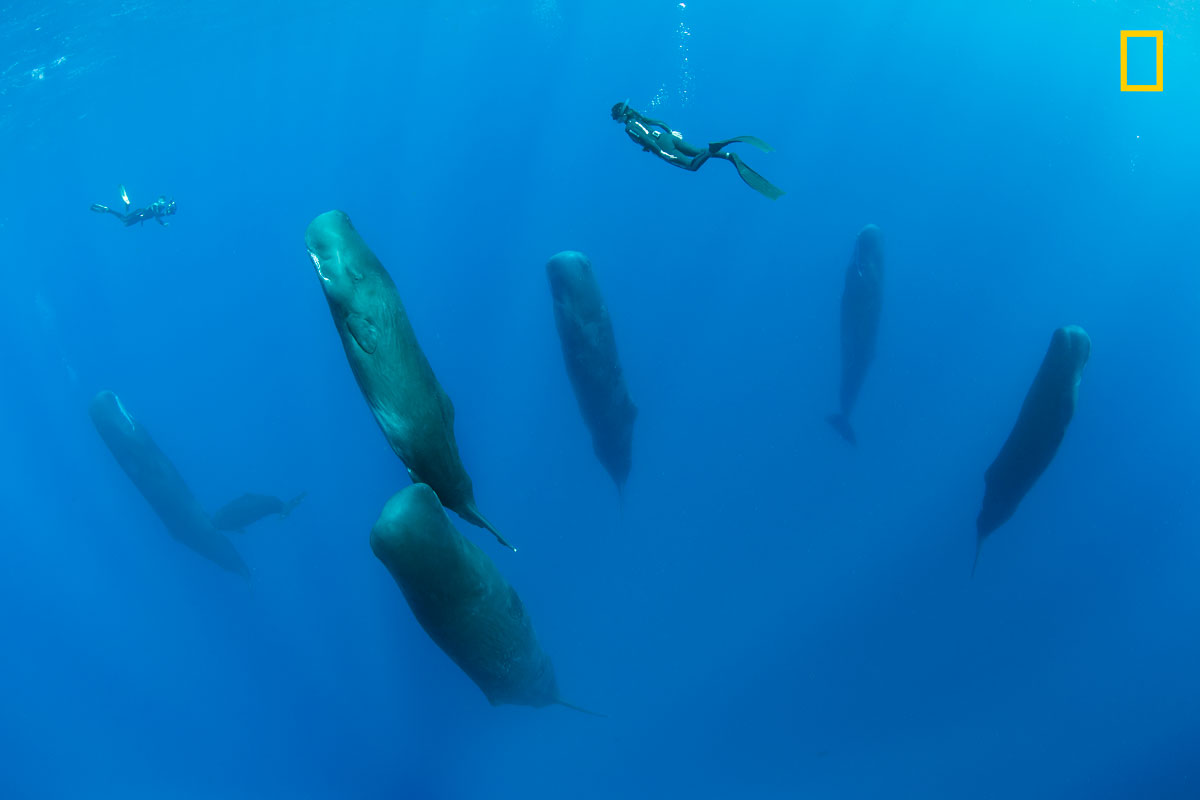 (Crédito: Nature Photographer of the Year/Franco Banfi)