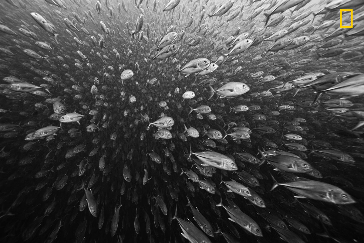 (Crédito: Nature Photographer of the Year/Wai Hoe Mok)