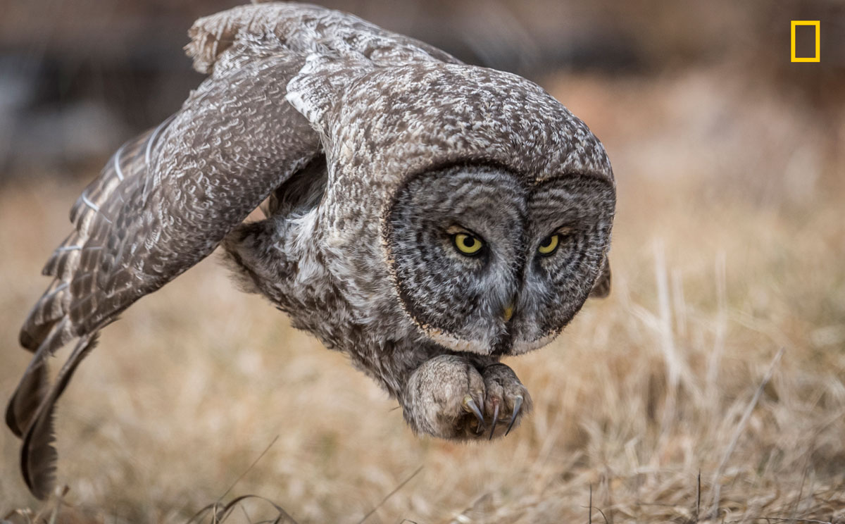 (Crédito: Nature Photographer of the Year/Harry Collins)