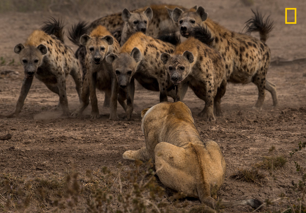 (Crédito: Nature Photographer of the Year/Adam Zaff)