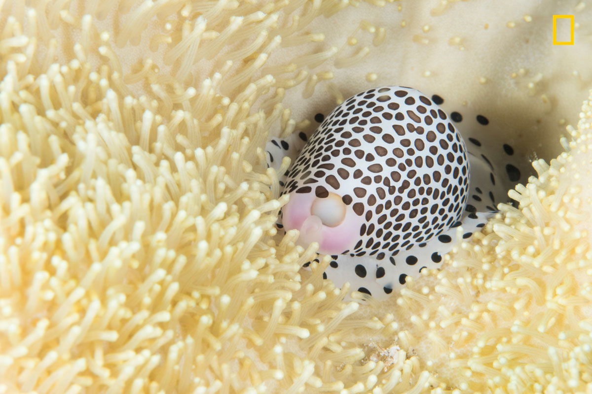 (Crédito: Nature Photographer of the Year/Kenny Lee)