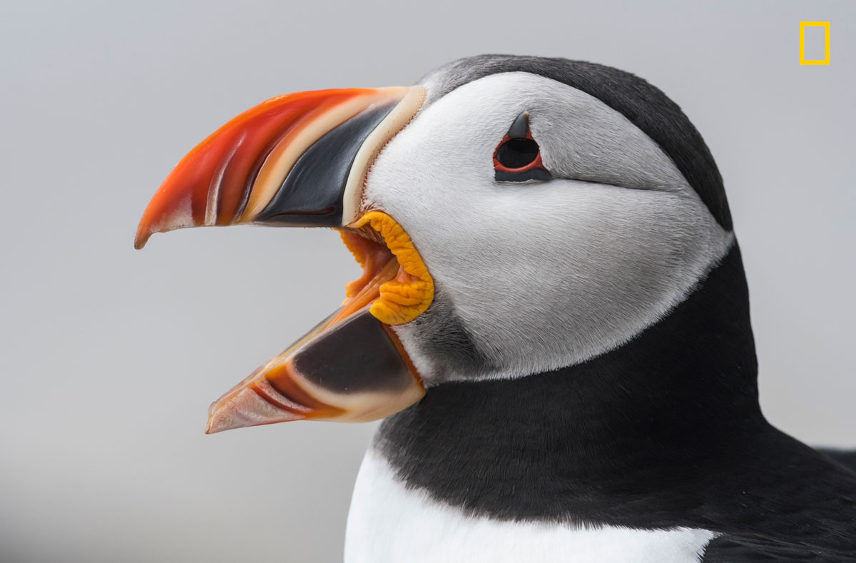 (Crédito: Nature Photographer of the Year/Harry Collins)