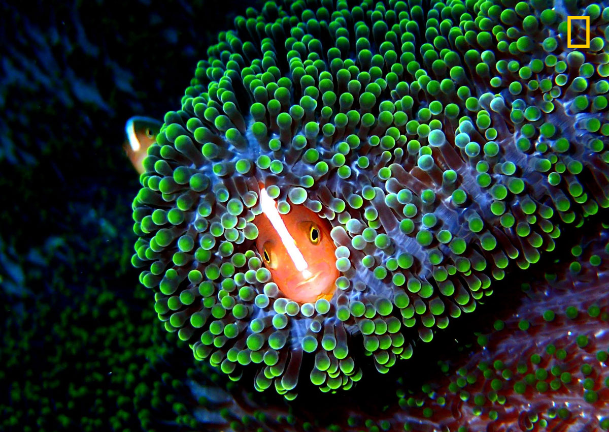 (Crédito: Nature Photographer of the Year/Marc Hornig)