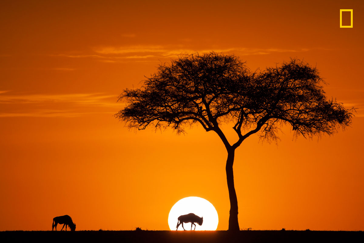 (Crédito: Nature Photographer of the Year/Jay Ruan)