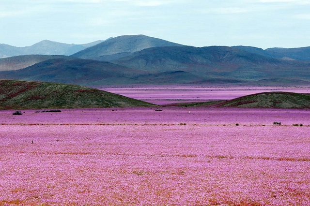 Chuva no deserto