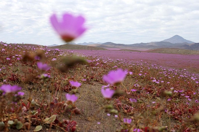 Chuva no deserto