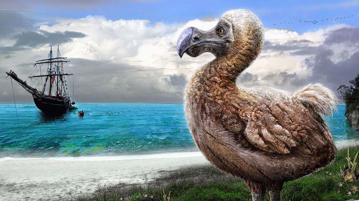 Dodo