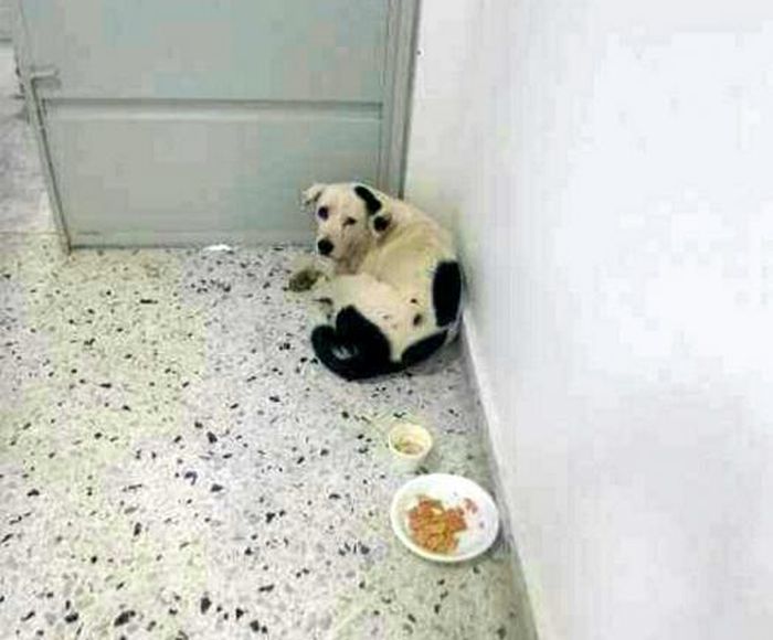Nube Viajera se isolou em um canto e recusava comida e água (Crédito: Reprodução)