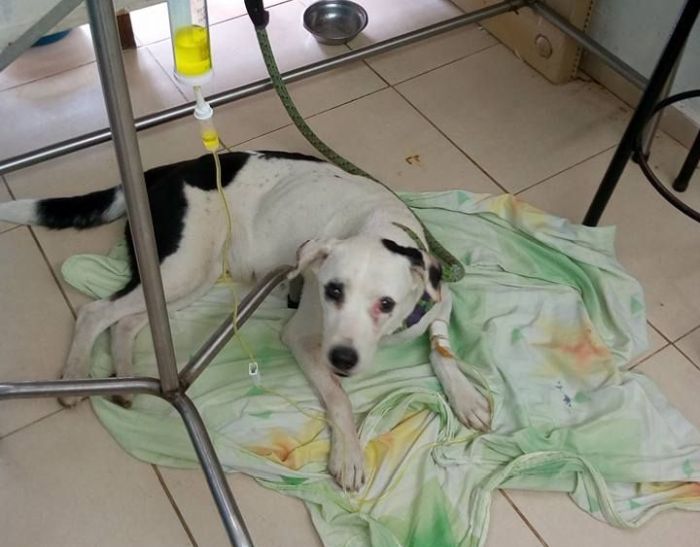 Cadelinha chegou a ser resgatada, mas morreu com o coração partido (Crédito: Reprodução)