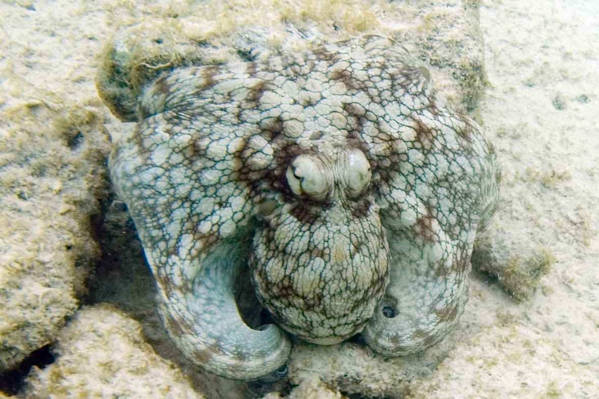 Octopus vulgaris