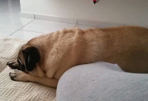 pug