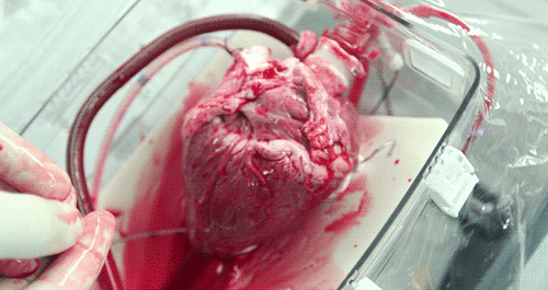 Coração humano