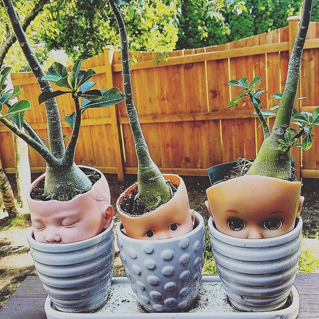 vasos de plantas