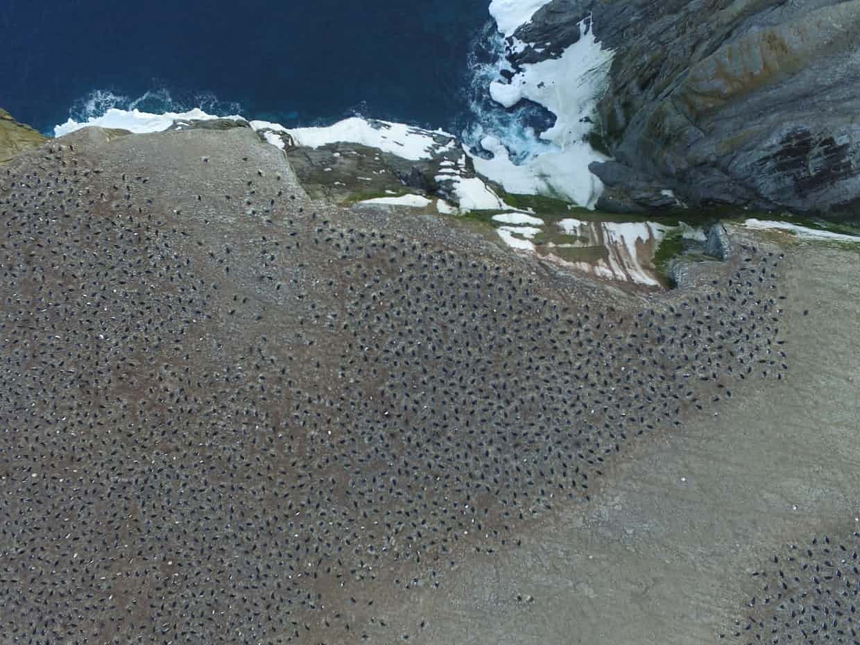 la Colonia de pingüinos
