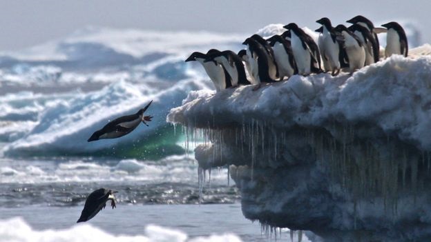 Pingüino de adélia