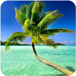 Logo Paradise Theme Ícone Logo Paradise Theme Ícone