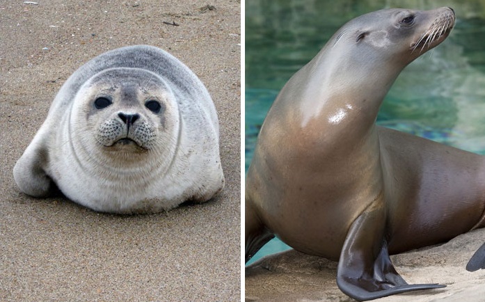 Foca e leão-marinho