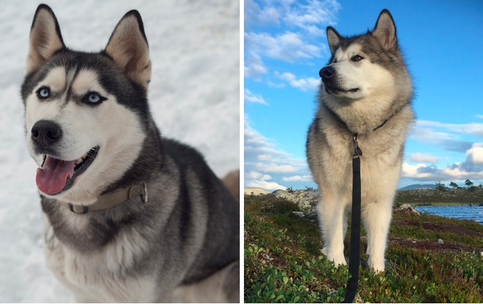 Husky e malamute