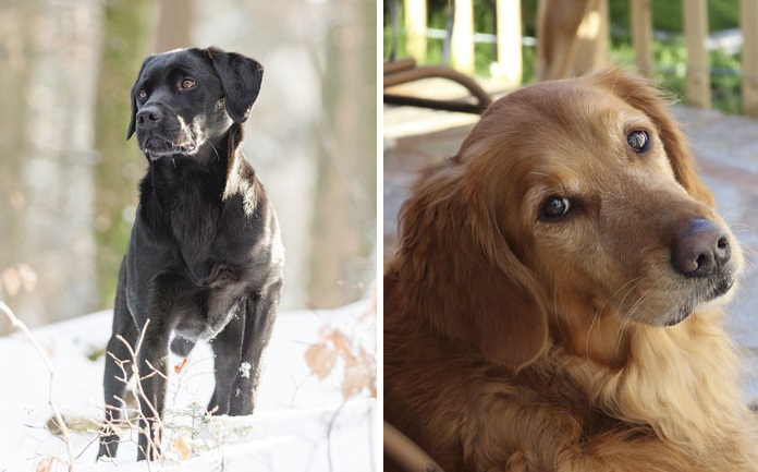 Labrador e Golden Retriever